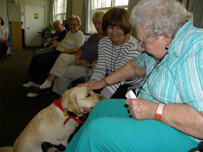 Labrador Retriever Club Of The Pioneer Valley Labradors 87