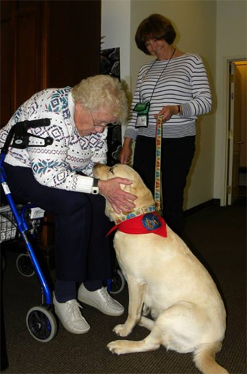 Labrador Retriever Club Of The Pioneer Valley Labradors 89