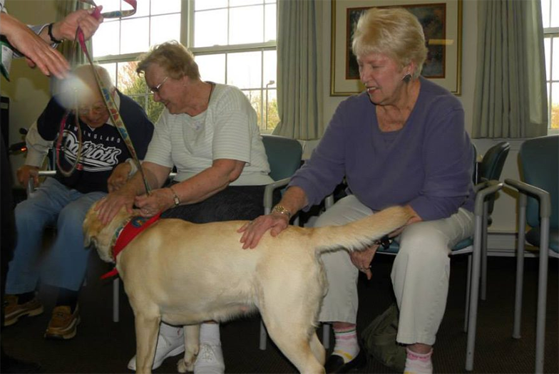 Labrador Retriever Club Of The Pioneer Valley Labradors 90