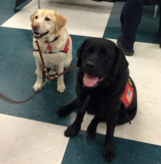 Labrador Retriever Club Of The Pioneer Valley Labradors 93