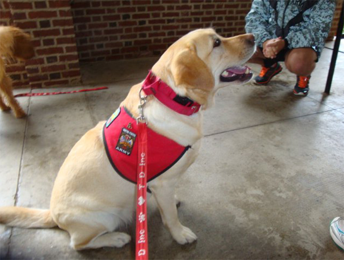 Labrador Retriever Club Of The Pioneer Valley Labradors 94
