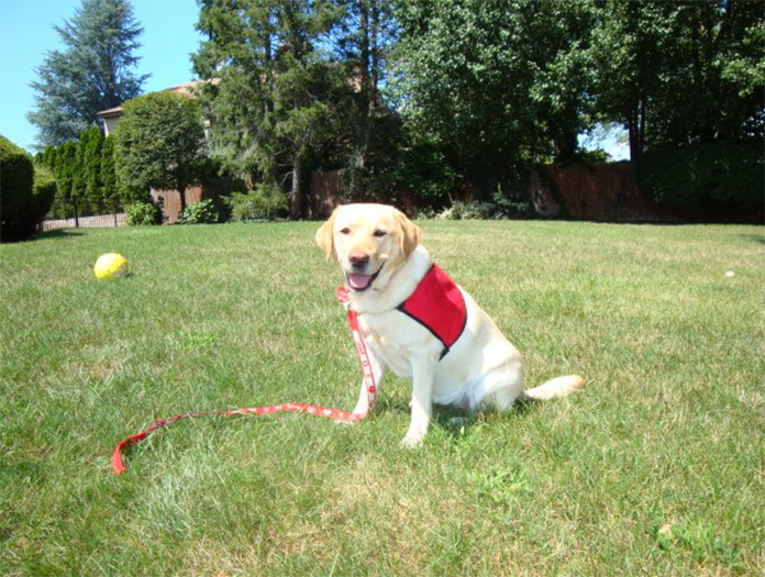 Labrador Retriever Club Of The Pioneer Valley Labradors 95