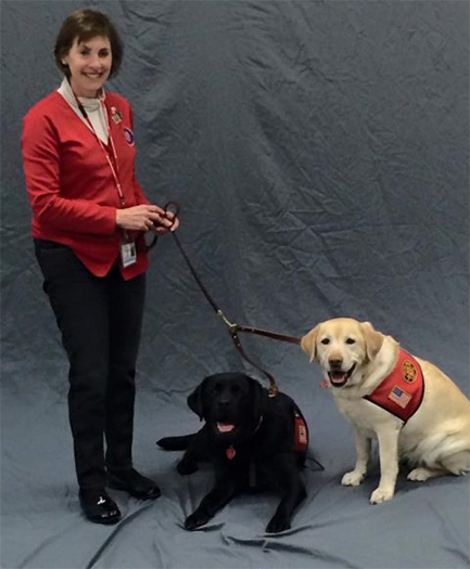 Labrador Retriever Club Of The Pioneer Valley Labradors 96
