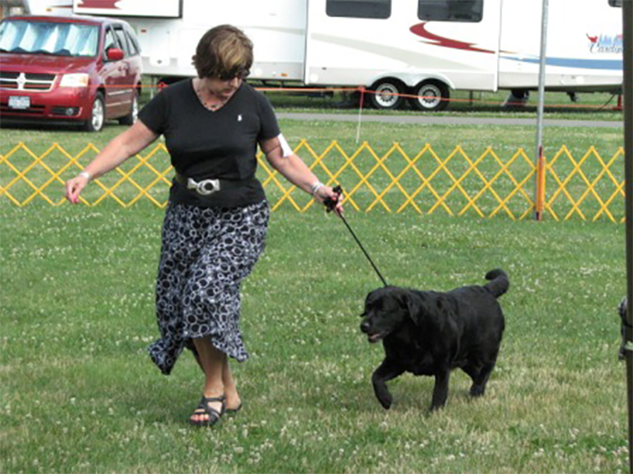 Labrador Retriever Club Of The Pioneer Valley Labradors 98