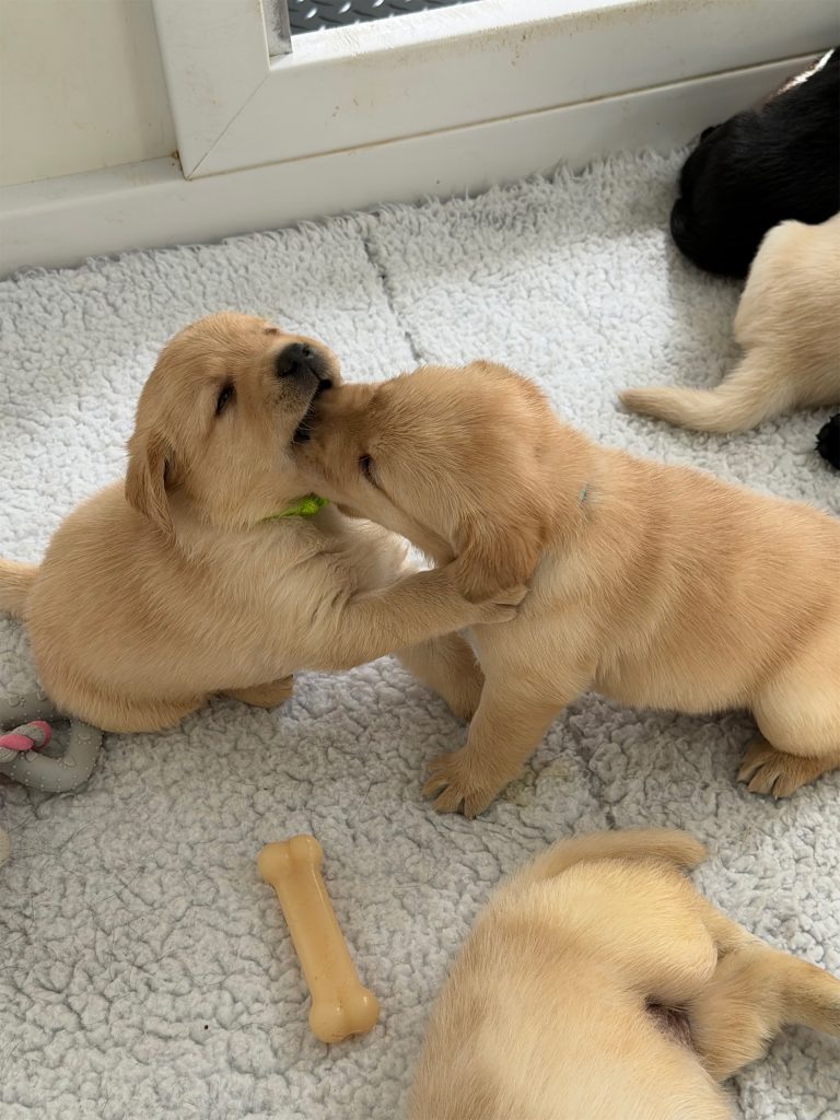 Labrador Retriever Club Of The Pioneer Valley Labradors