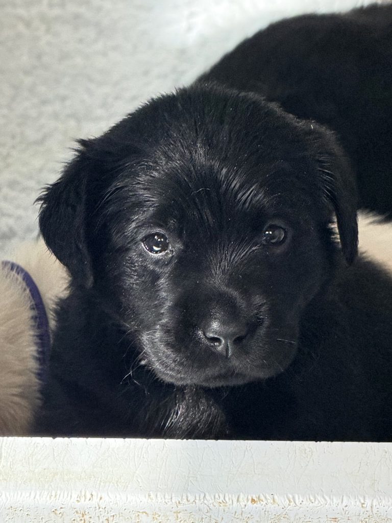 Labrador Retriever Club Of The Pioneer Valley Labradors