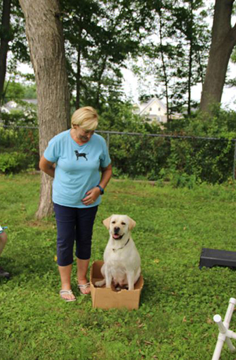 Labrador Retriever Club Of The Pioneer Valley Labradors 104