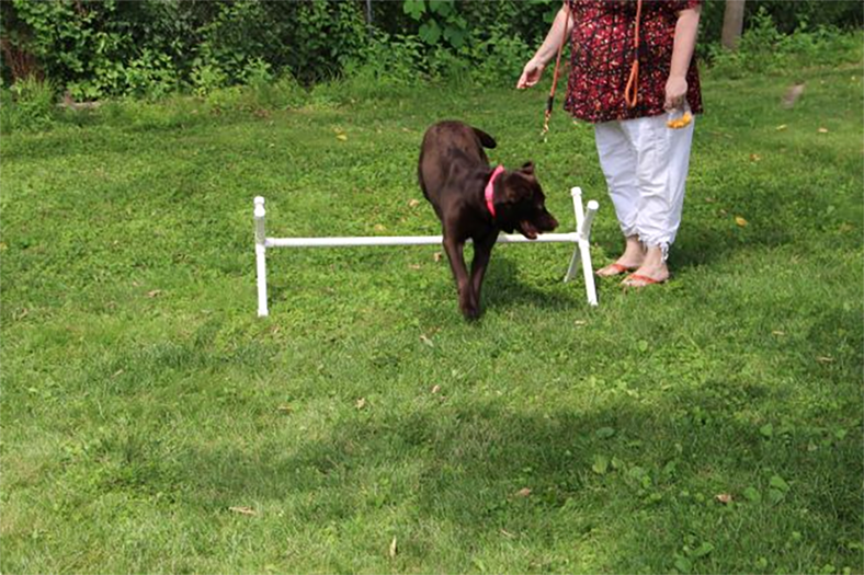 Labrador Retriever Club Of The Pioneer Valley Labradors 107