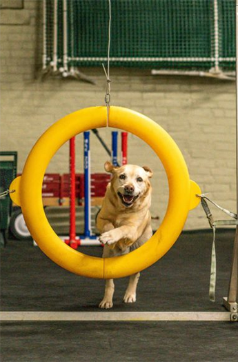 Labrador Retriever Club Of The Pioneer Valley Labradors 124