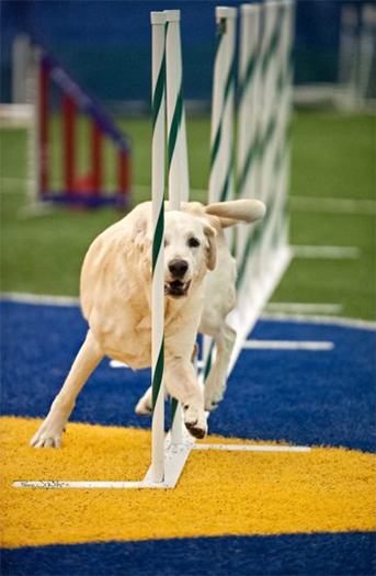 Labrador Retriever Club Of The Pioneer Valley Labradors 127