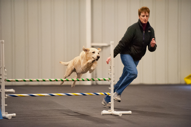 Labrador Retriever Club Of The Pioneer Valley Labradors 133