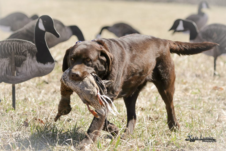 Labrador Retriever Club Of The Pioneer Valley Labradors 163