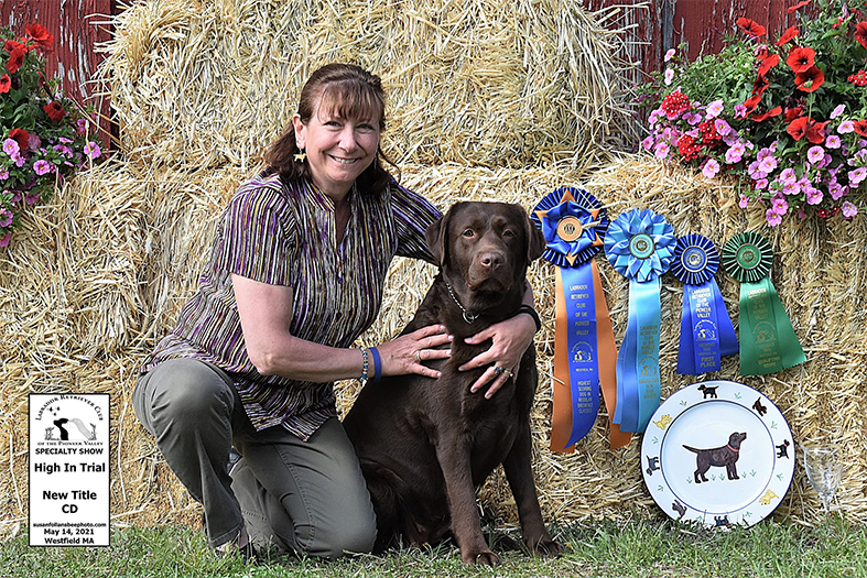 Labrador Retriever Club Of The Pioneer Valley Labradors 168