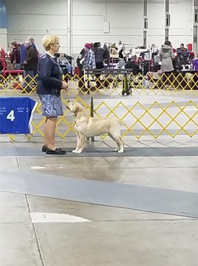 Labrador Retriever Club Of The Pioneer Valley, Labrador Retriever Dogs