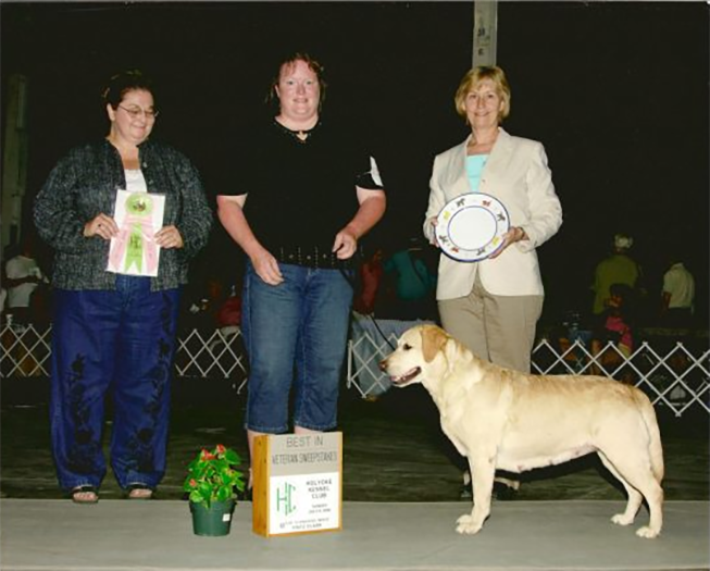 Labrador Retriever Club Of The Pioneer Valley Labradors 43