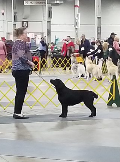 Labrador Retriever Club Of The Pioneer Valley, Labrador Retriever Dogs