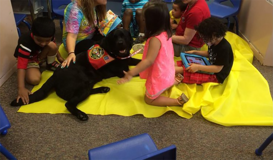 Labrador Retriever Club Of The Pioneer Valley Labradors 84