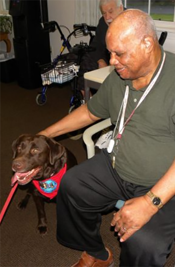 Labrador Retriever Club Of The Pioneer Valley Labradors 85