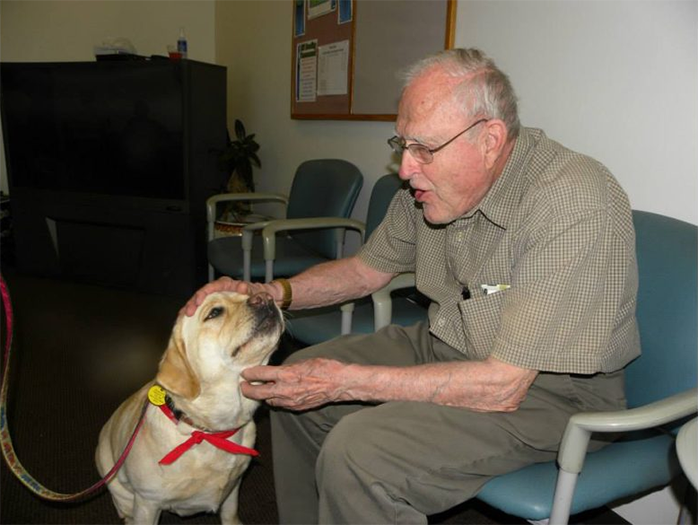 Labrador Retriever Club Of The Pioneer Valley Labradors 88