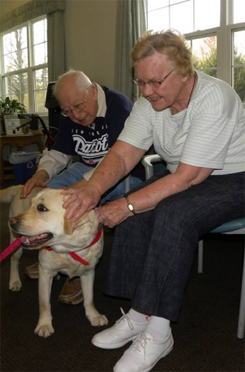 Labrador Retriever Club Of The Pioneer Valley Labradors 91