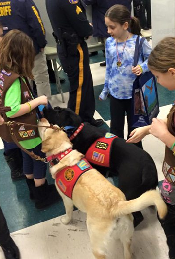 Labrador Retriever Club Of The Pioneer Valley Labradors 92